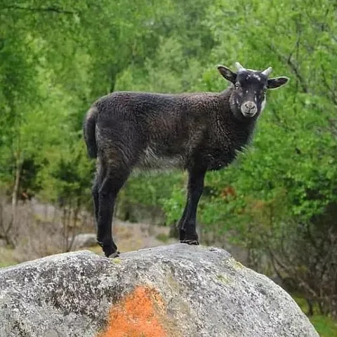 Sau på stein